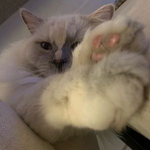 Meet your Posher, Miranda